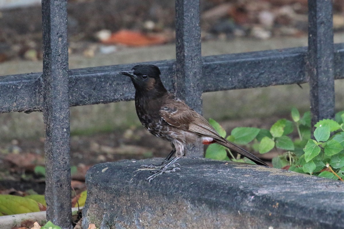 Red-vented Bulbul - ML266088911