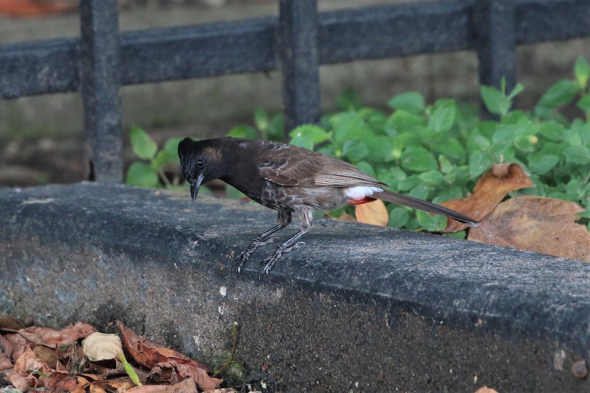 Red-vented Bulbul - ML266088921