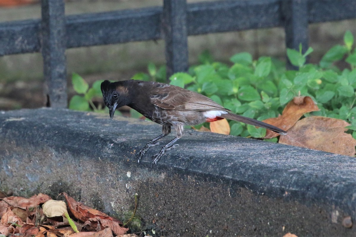 Red-vented Bulbul - ML266088931