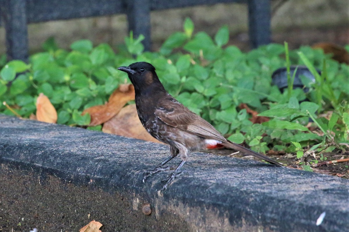 Red-vented Bulbul - ML266088941