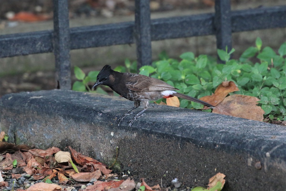 Red-vented Bulbul - ML266088951