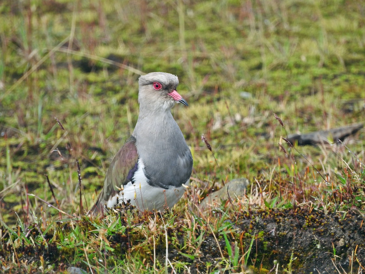 Andean Lapwing - ML266089421