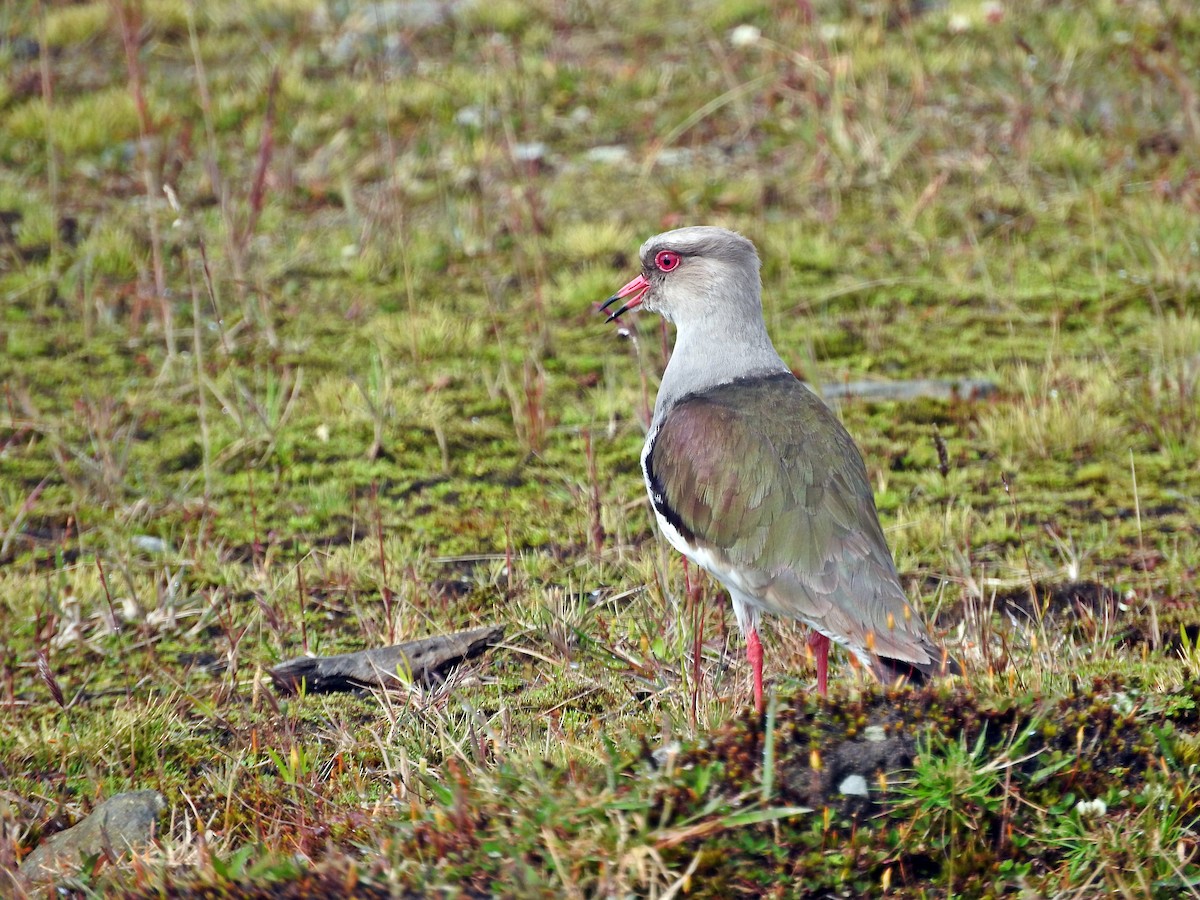 Andean Lapwing - ML266089791