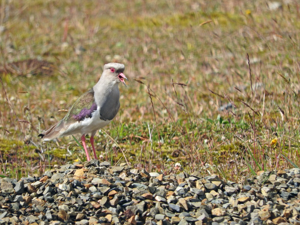 Andean Lapwing - ML266090021
