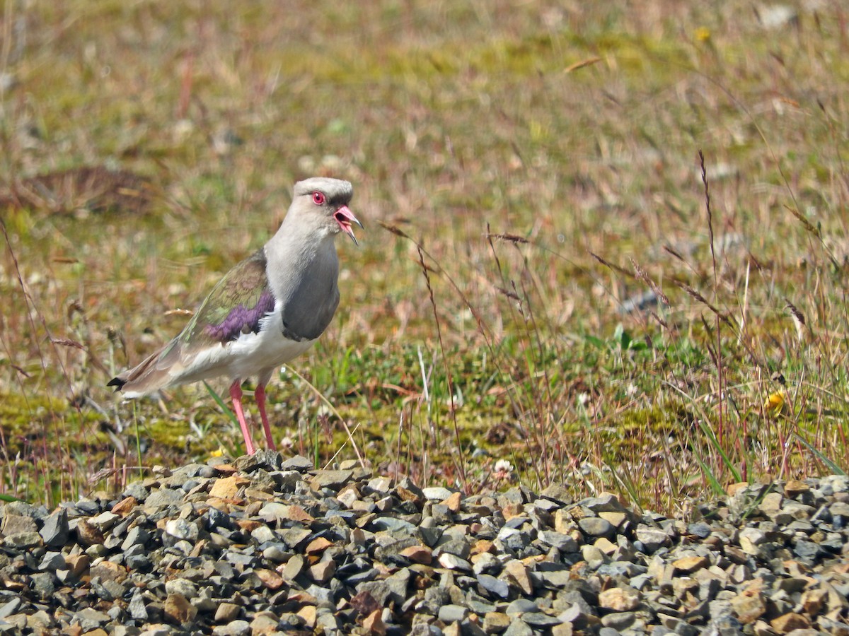 Andean Lapwing - ML266090021