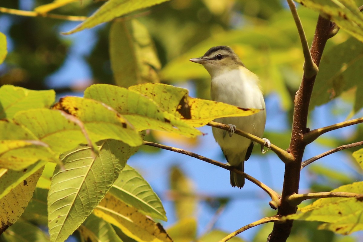 Red-eyed Vireo - Lucinda Hodges