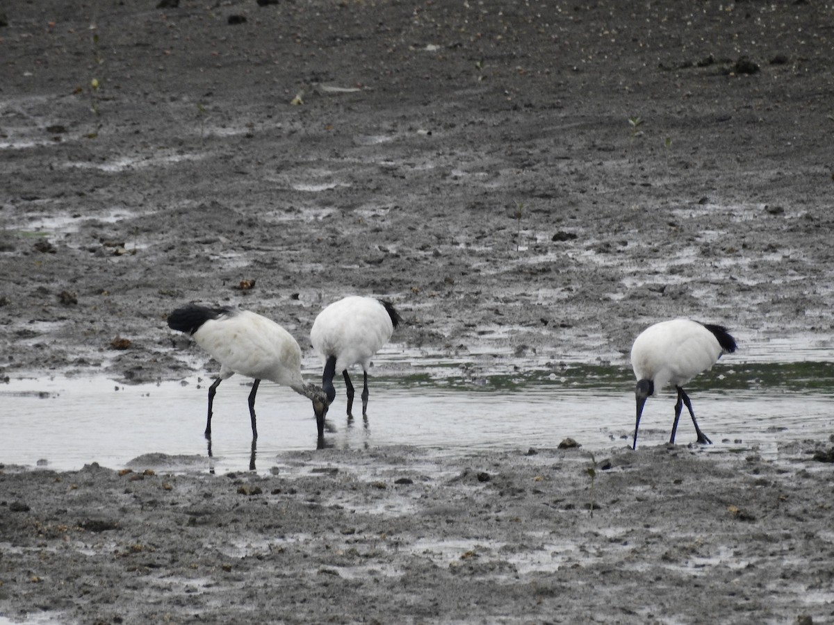 African Sacred Ibis - ML266091561