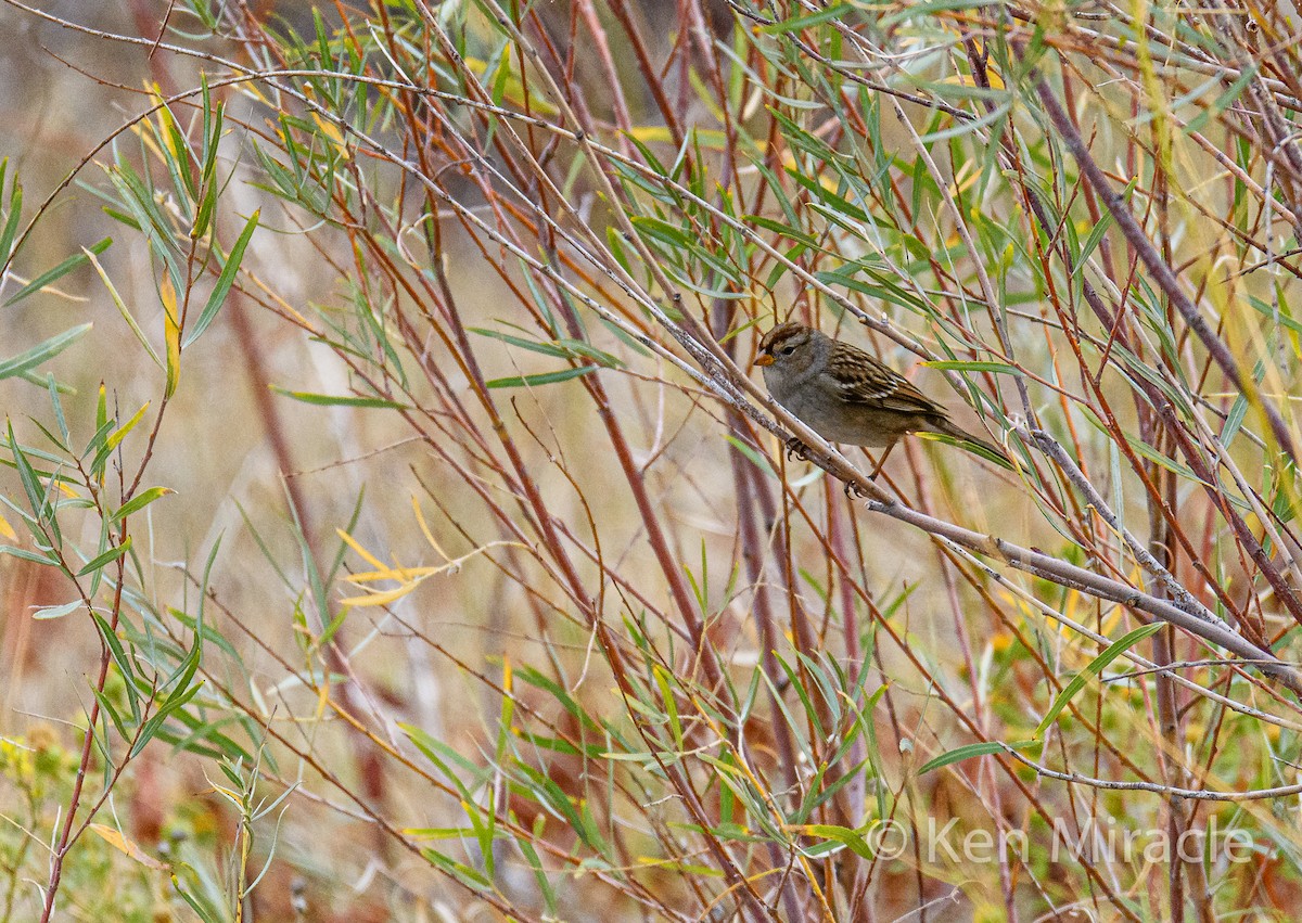 White-crowned Sparrow - ML266092081
