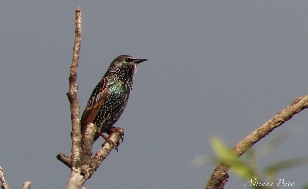 European Starling - ML266094761