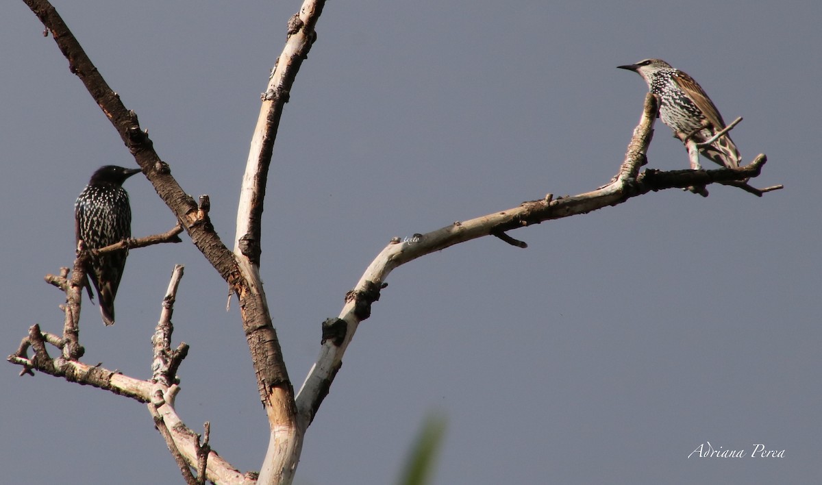 European Starling - ML266094931
