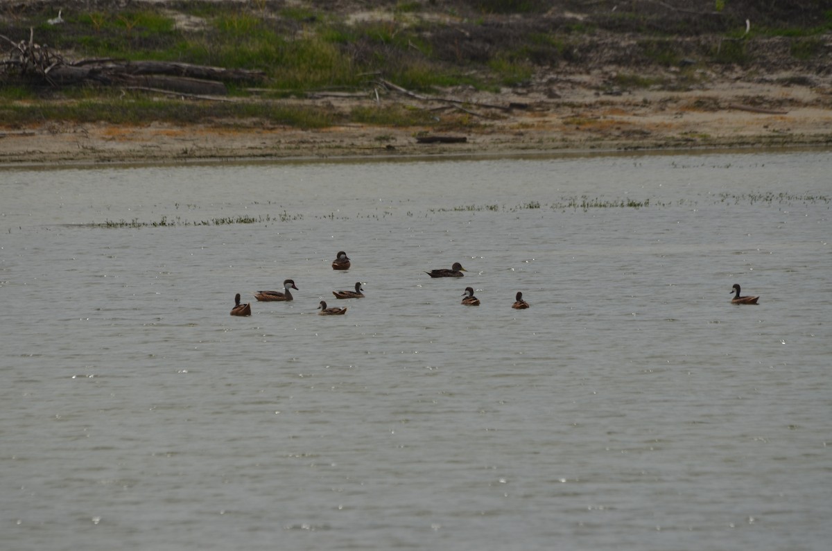 Yellow-billed Pintail - ML26609541