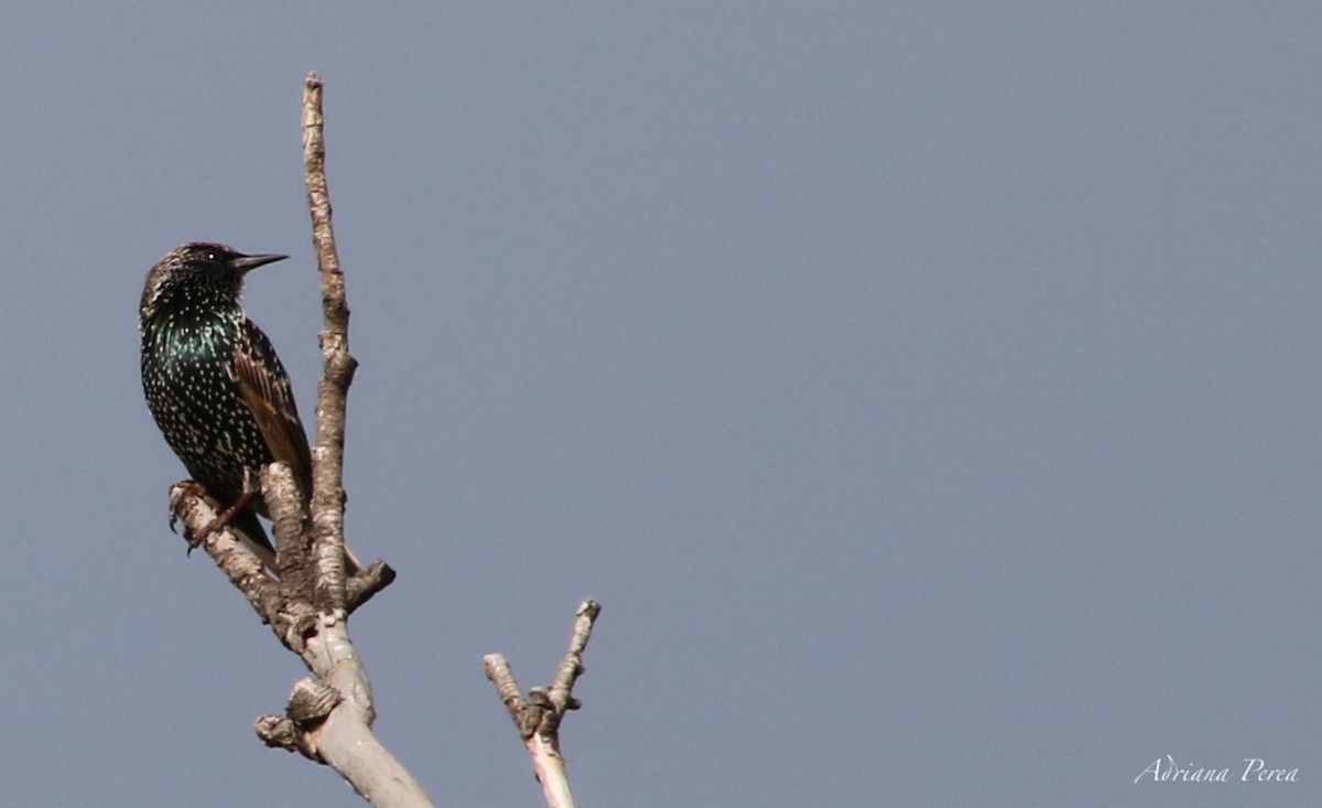 European Starling - ML266095591