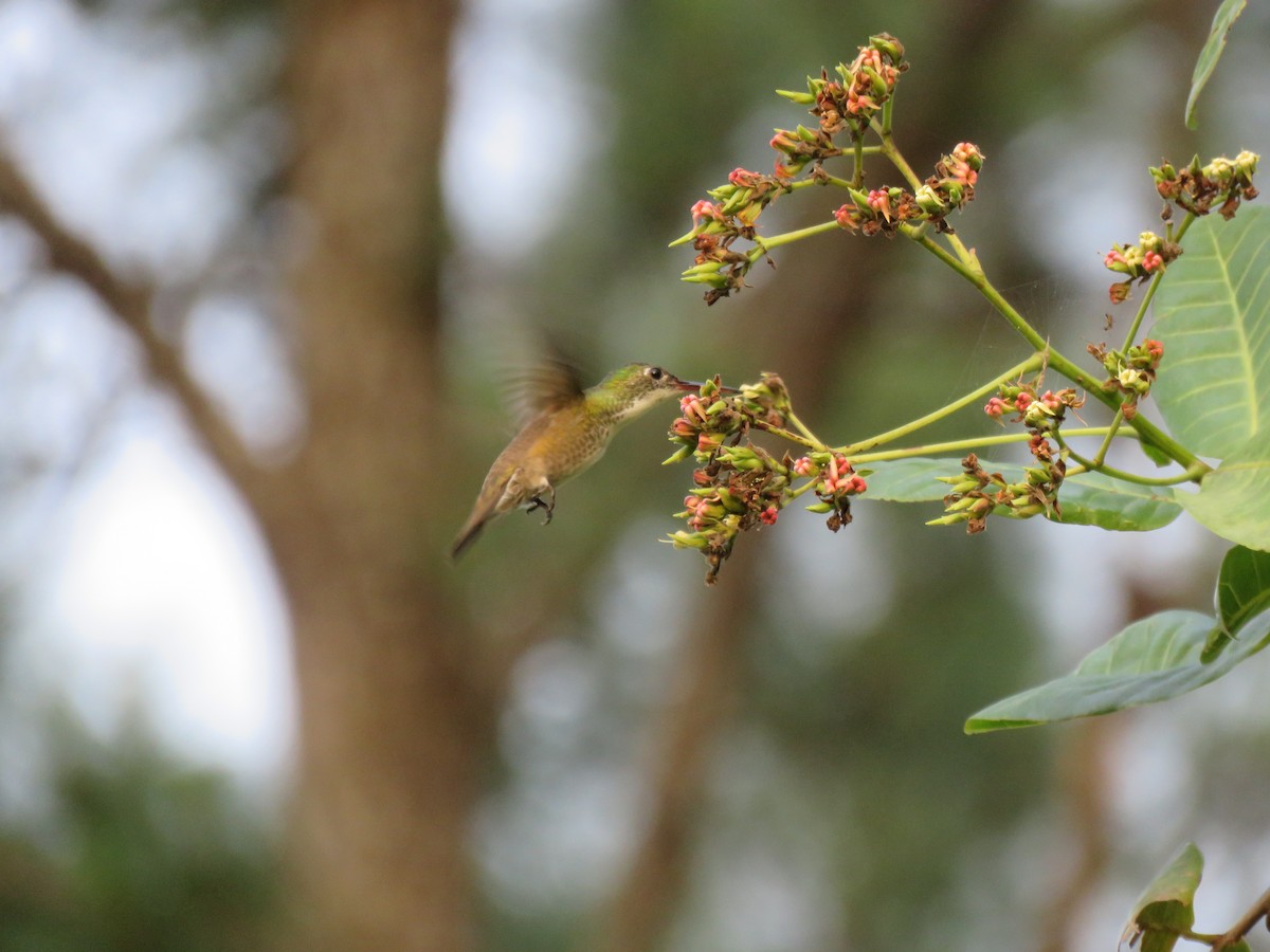 Azure-crowned Hummingbird - Jafeth Zablah