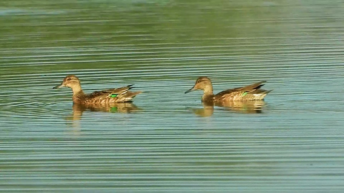 Green-winged Teal - ML266098061