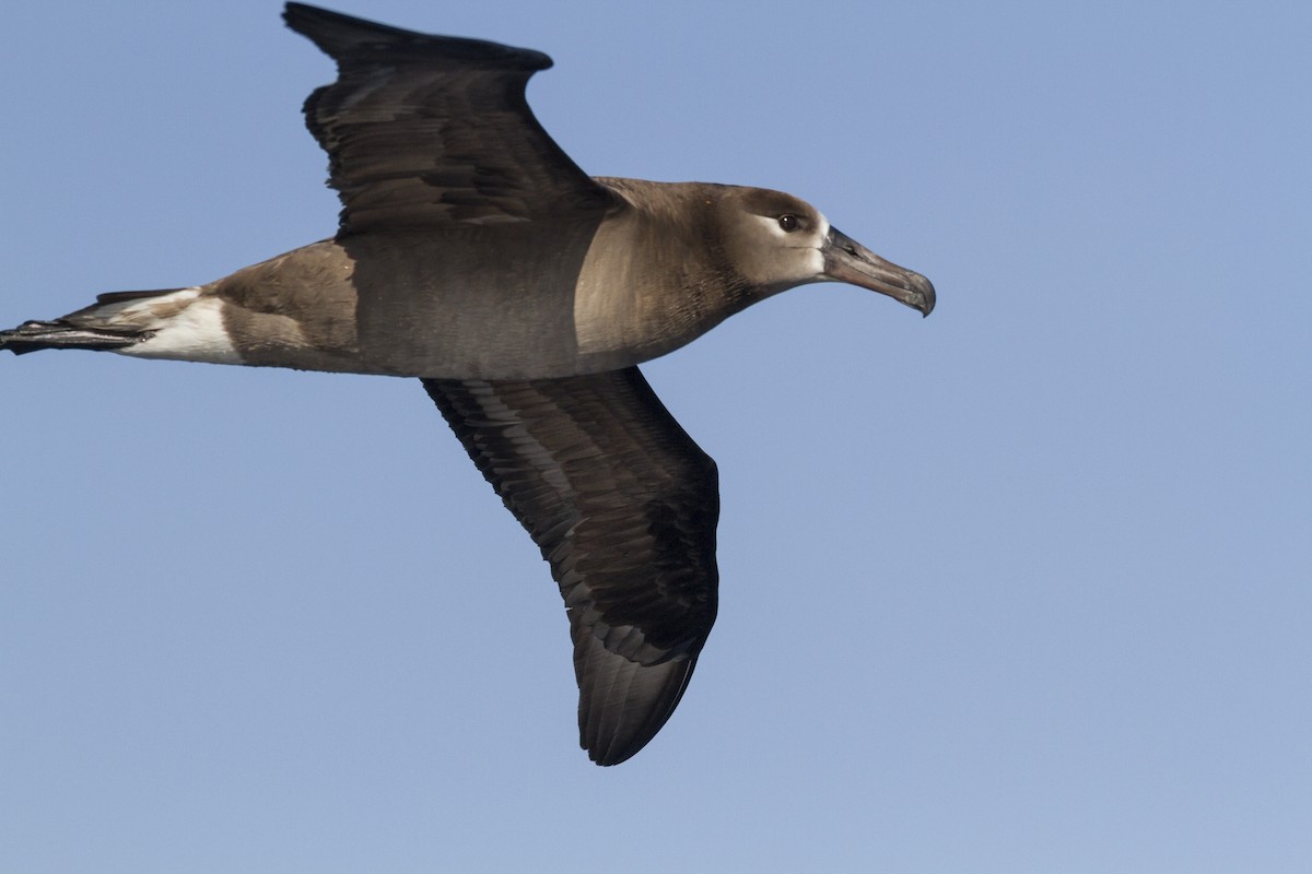 Черноногий альбатрос - ML26609831