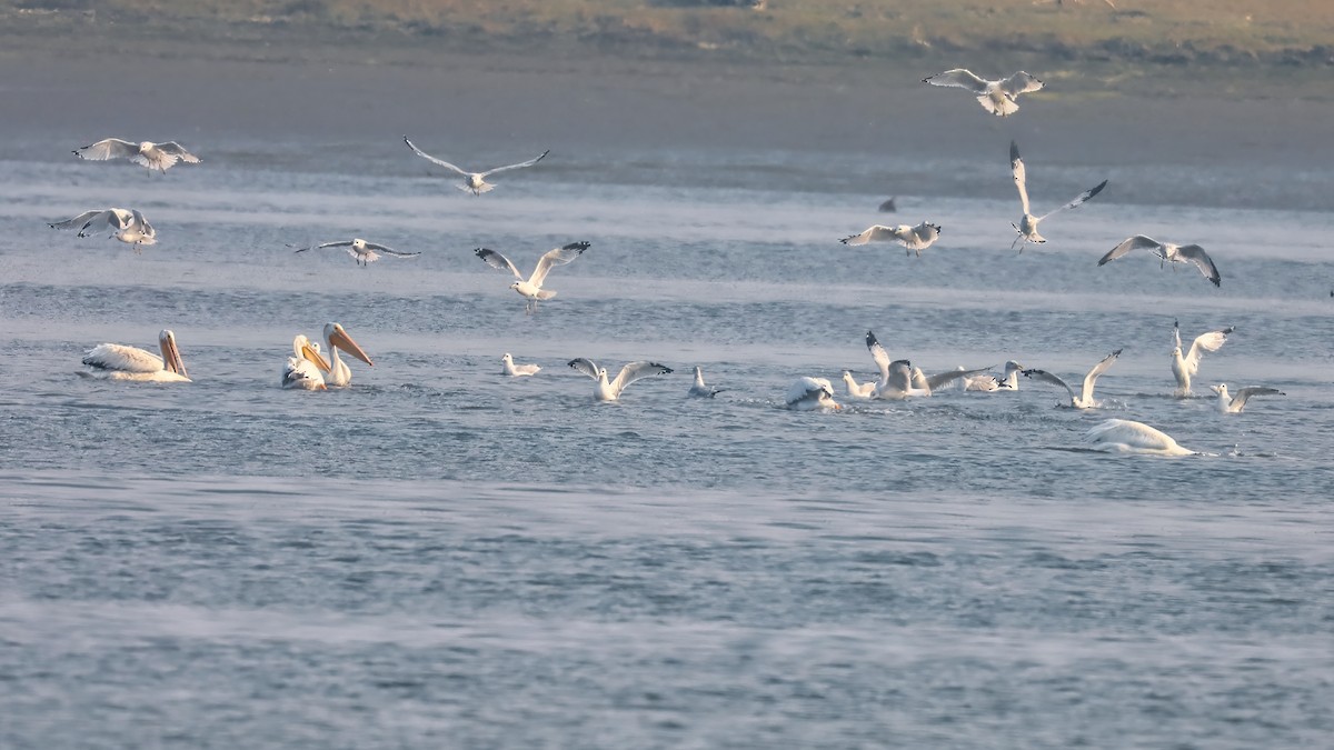 Glaucous-winged Gull - ML266098661