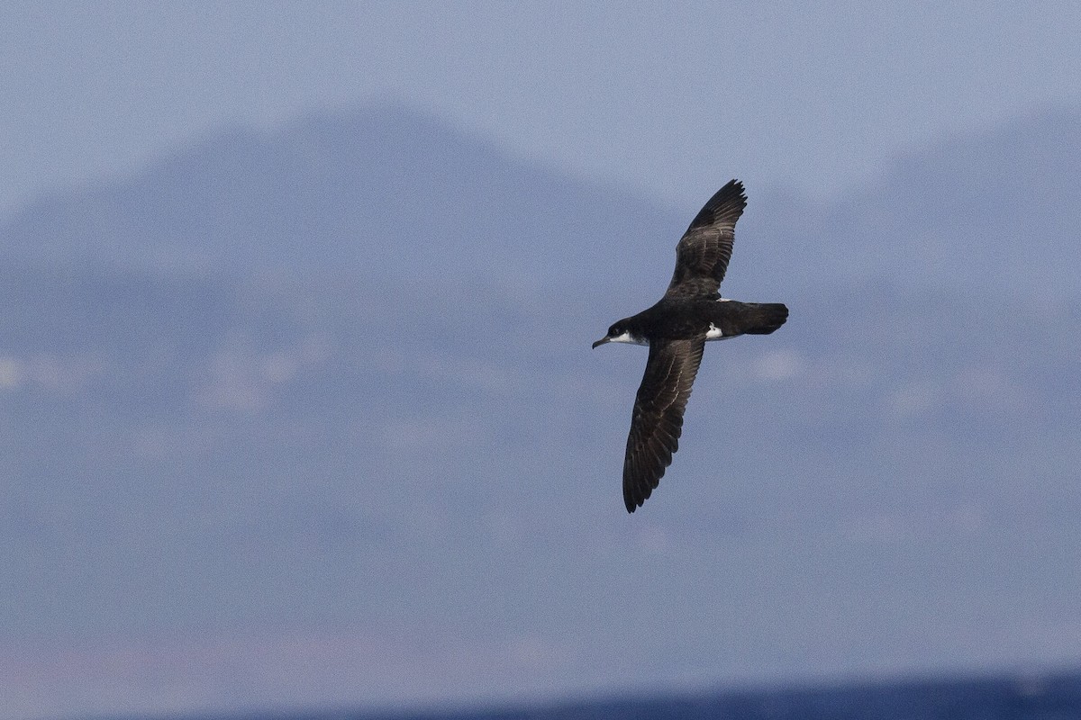 Newell's Shearwater - Jacob Drucker