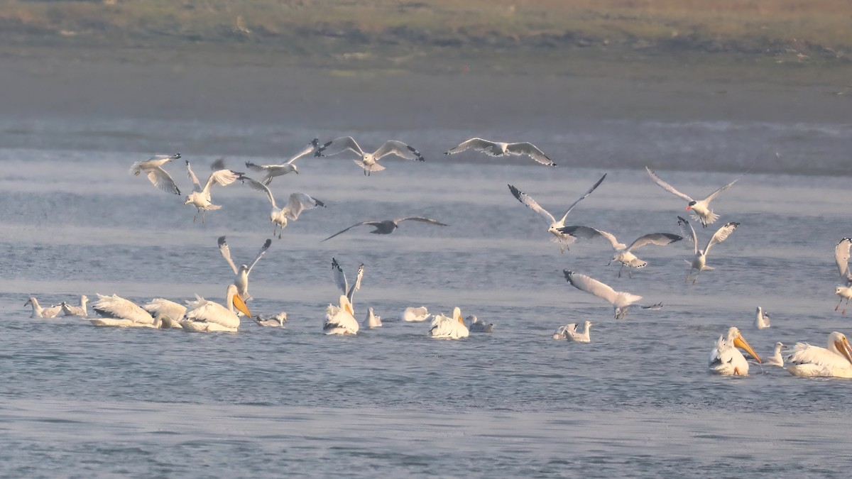 Caspian Tern - ML266098821