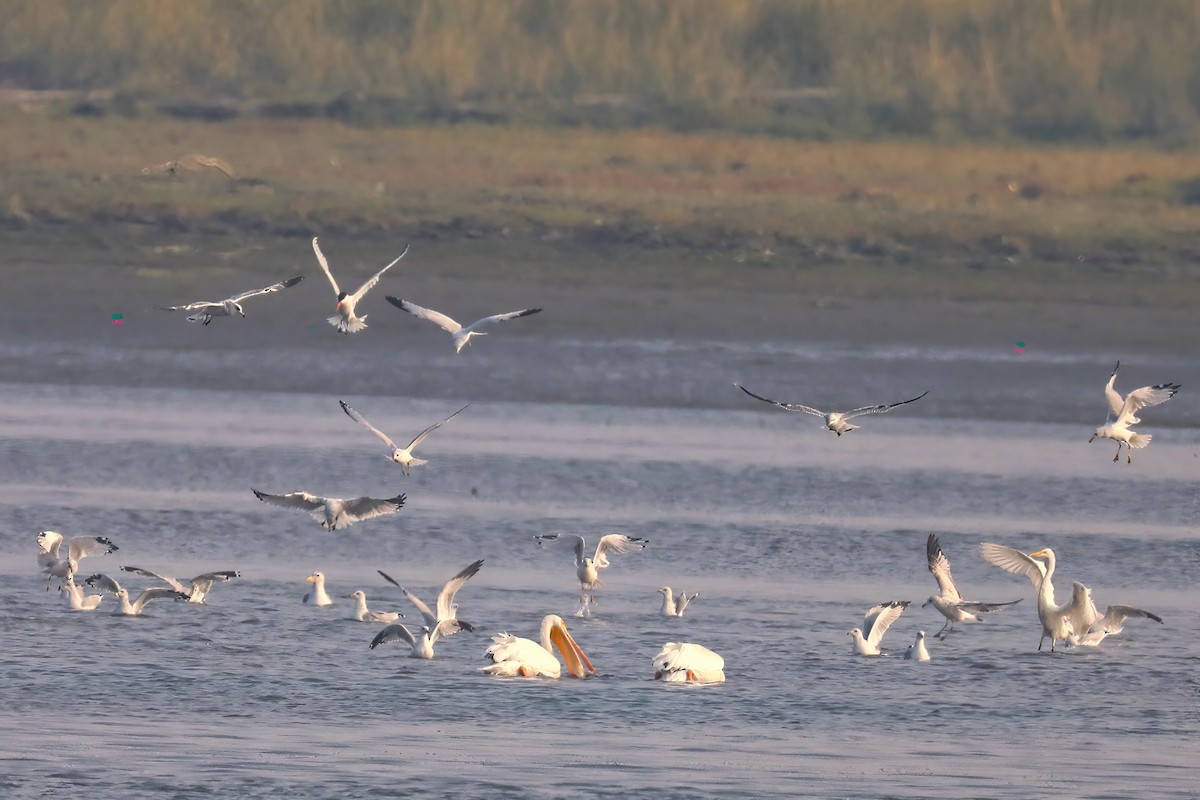 Caspian Tern - ML266098831