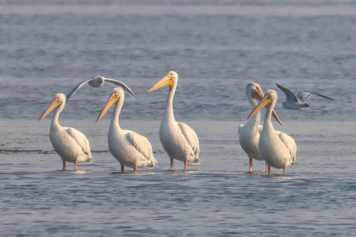 American White Pelican - ML266098941