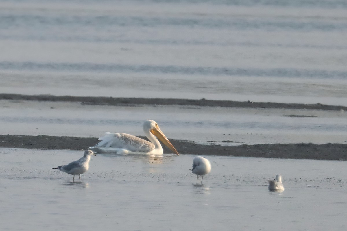 American White Pelican - ML266098971