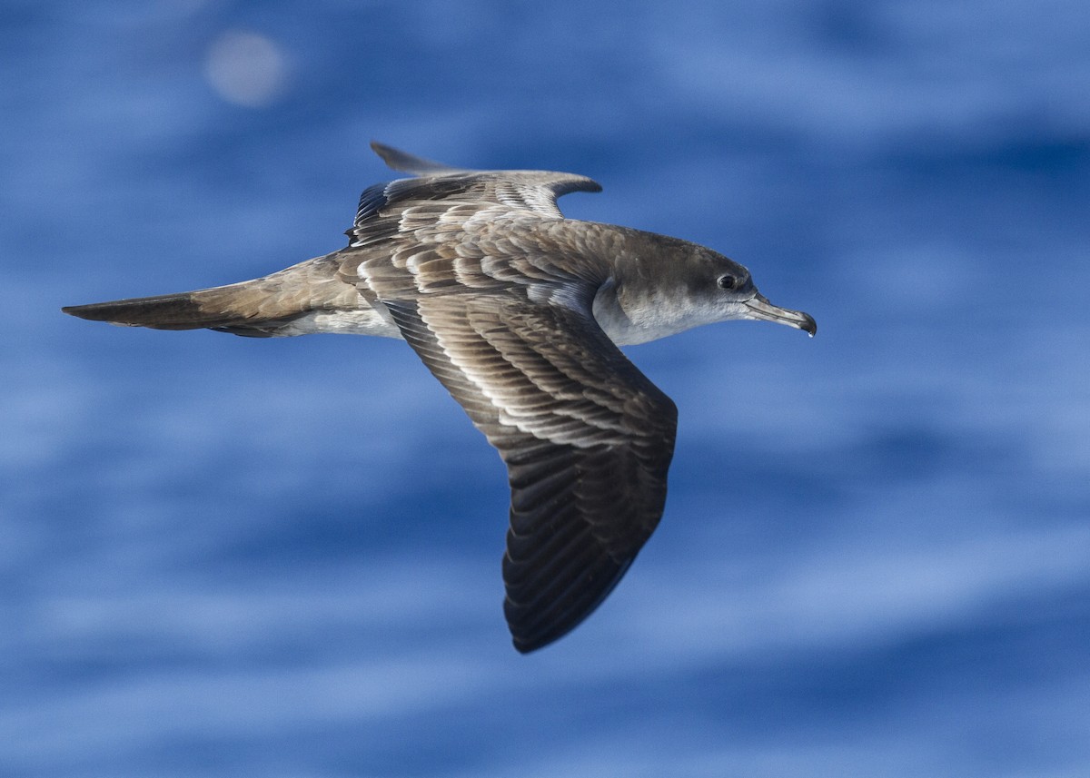 Wedge-tailed Shearwater - ML26609901