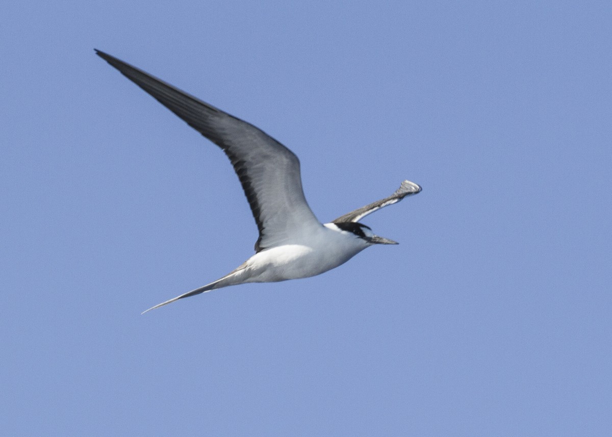 Sooty Tern - ML26609911