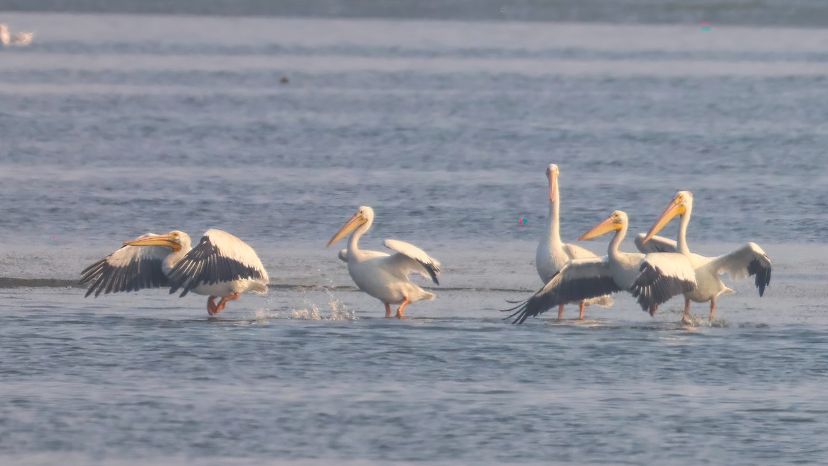 American White Pelican - ML266099161