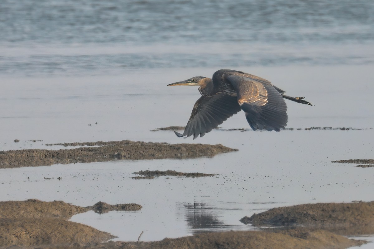 Great Blue Heron - ML266099211