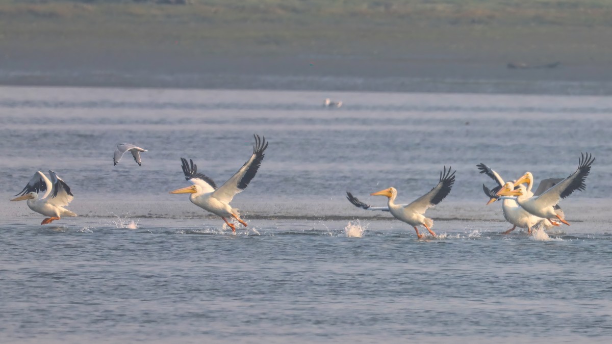 American White Pelican - ML266099321