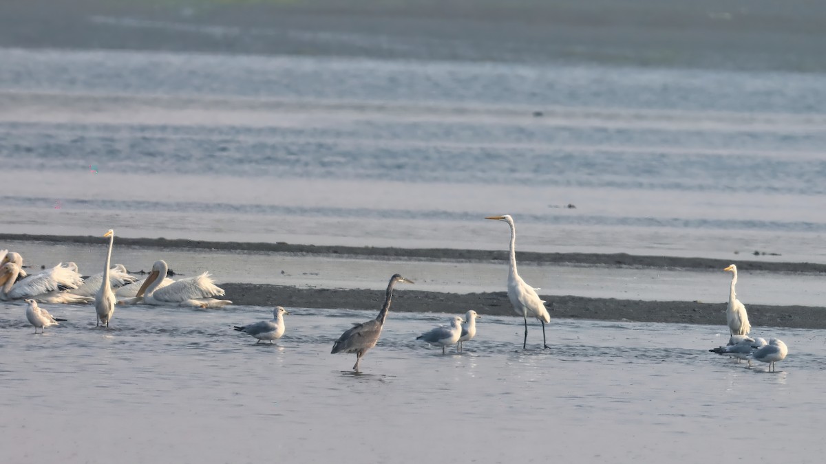 Great Egret - ML266099371