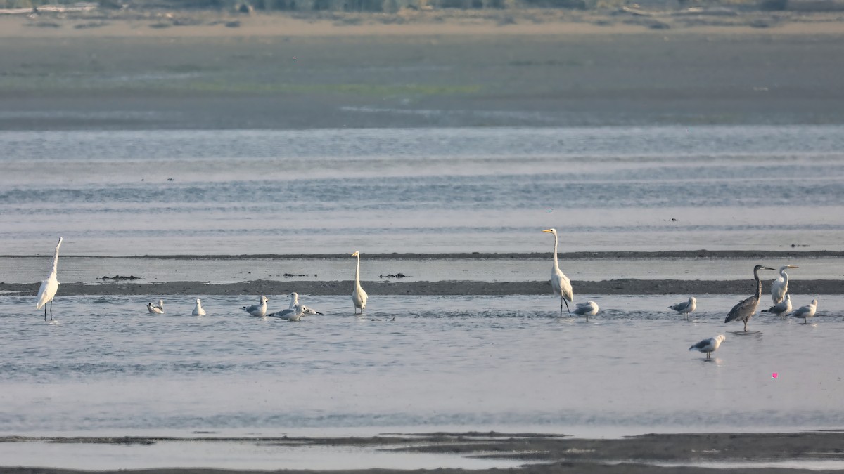 Great Egret - ML266099461