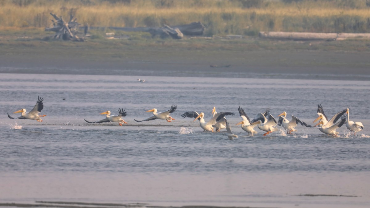 American White Pelican - ML266099481