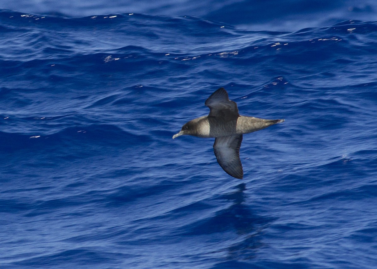 Sooty Shearwater - Jacob Drucker