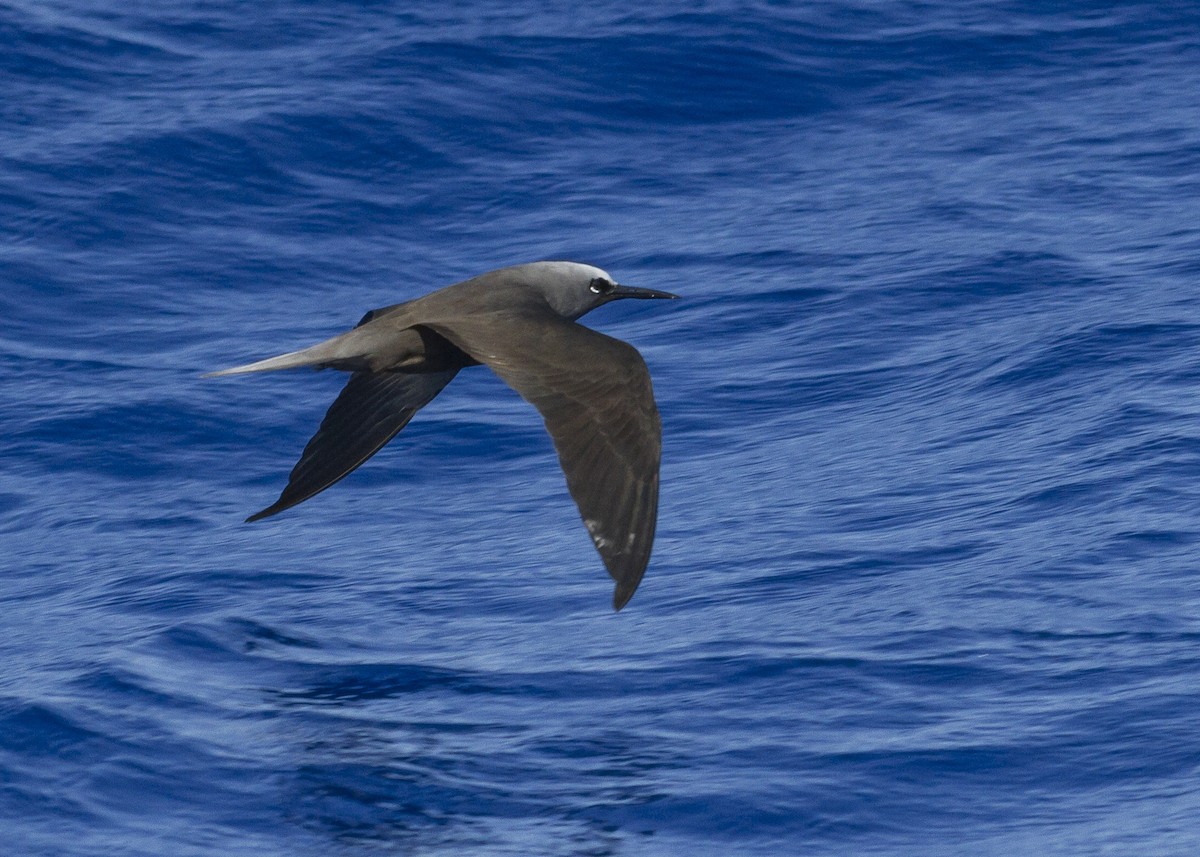 Black Noddy (melanogenys) - ML26609961