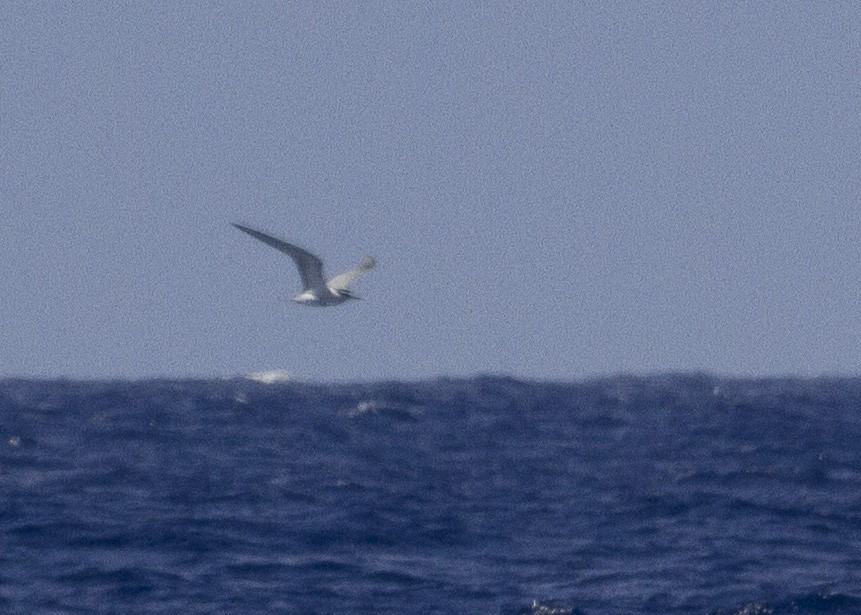 Gray-backed Tern - ML26610021