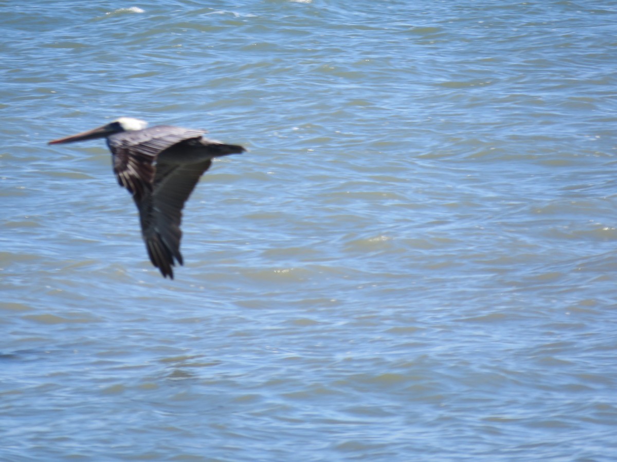 Brown Pelican - ML266102981