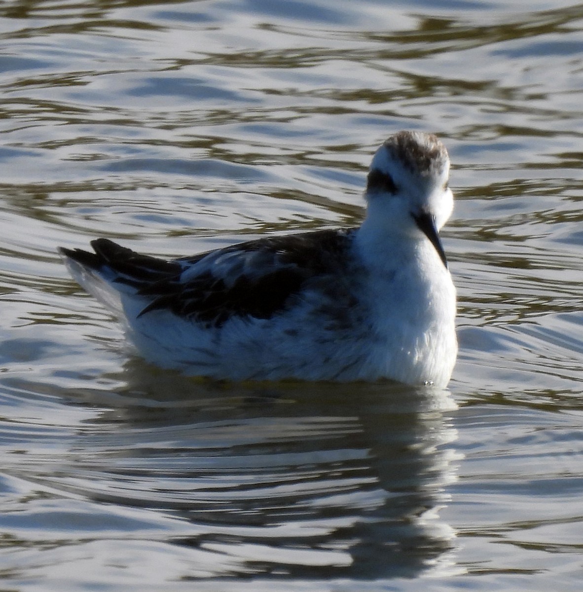 Red-necked Phalarope - ML266104071