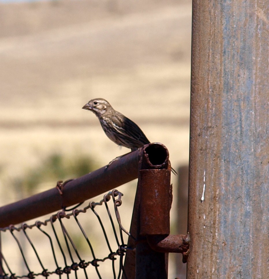 Lark Bunting - Keith Brink