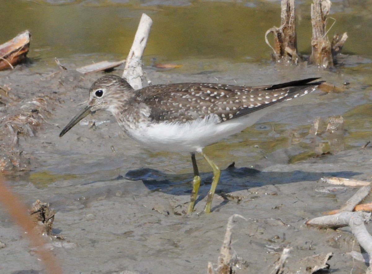 Solitary Sandpiper - ML266106041