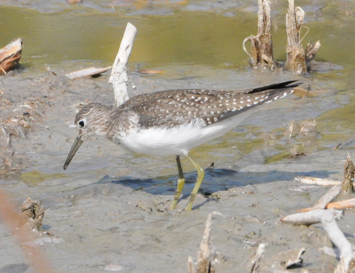 Solitary Sandpiper - ML266106061