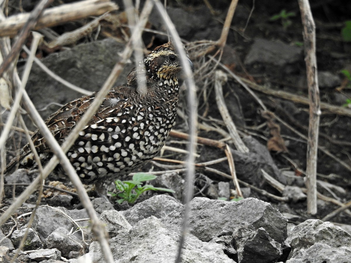 křepel chocholatý [skupina leucopogon] - ML26610701