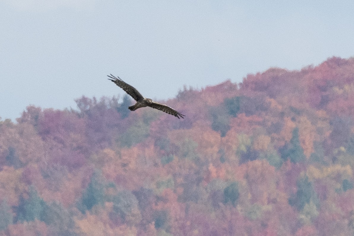 Northern Harrier - Sylvie Desmeules