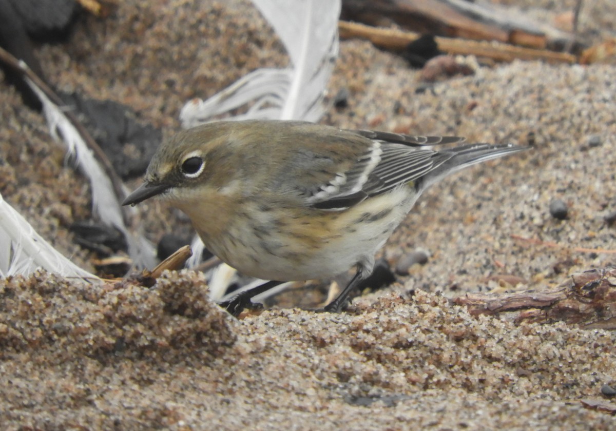 Yellow-rumped Warbler - Maureen Thomas-Murphy