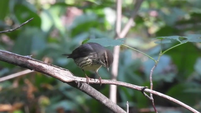 Northern Waterthrush - ML266110211