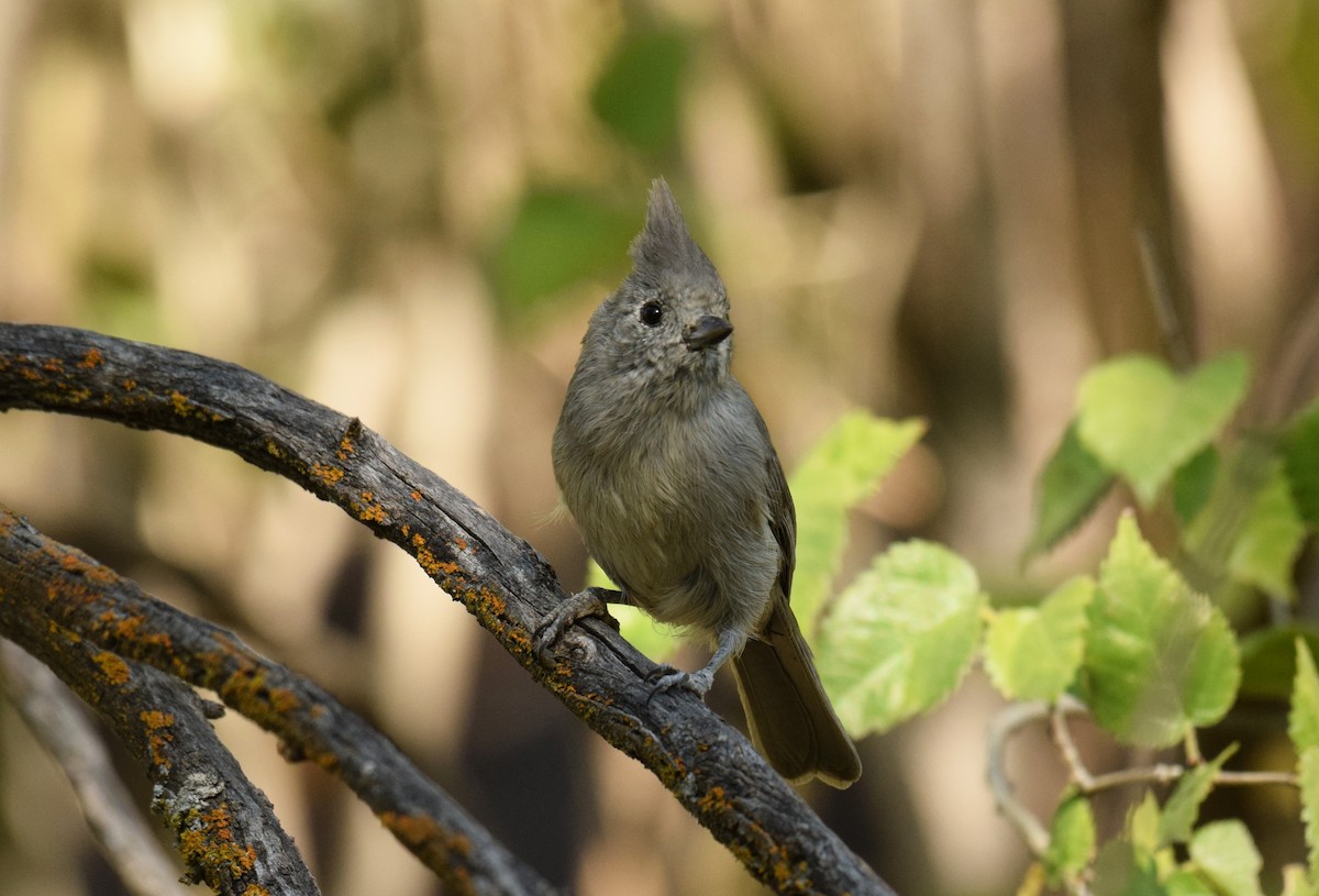 Juniper Titmouse - Ryan O'Donnell