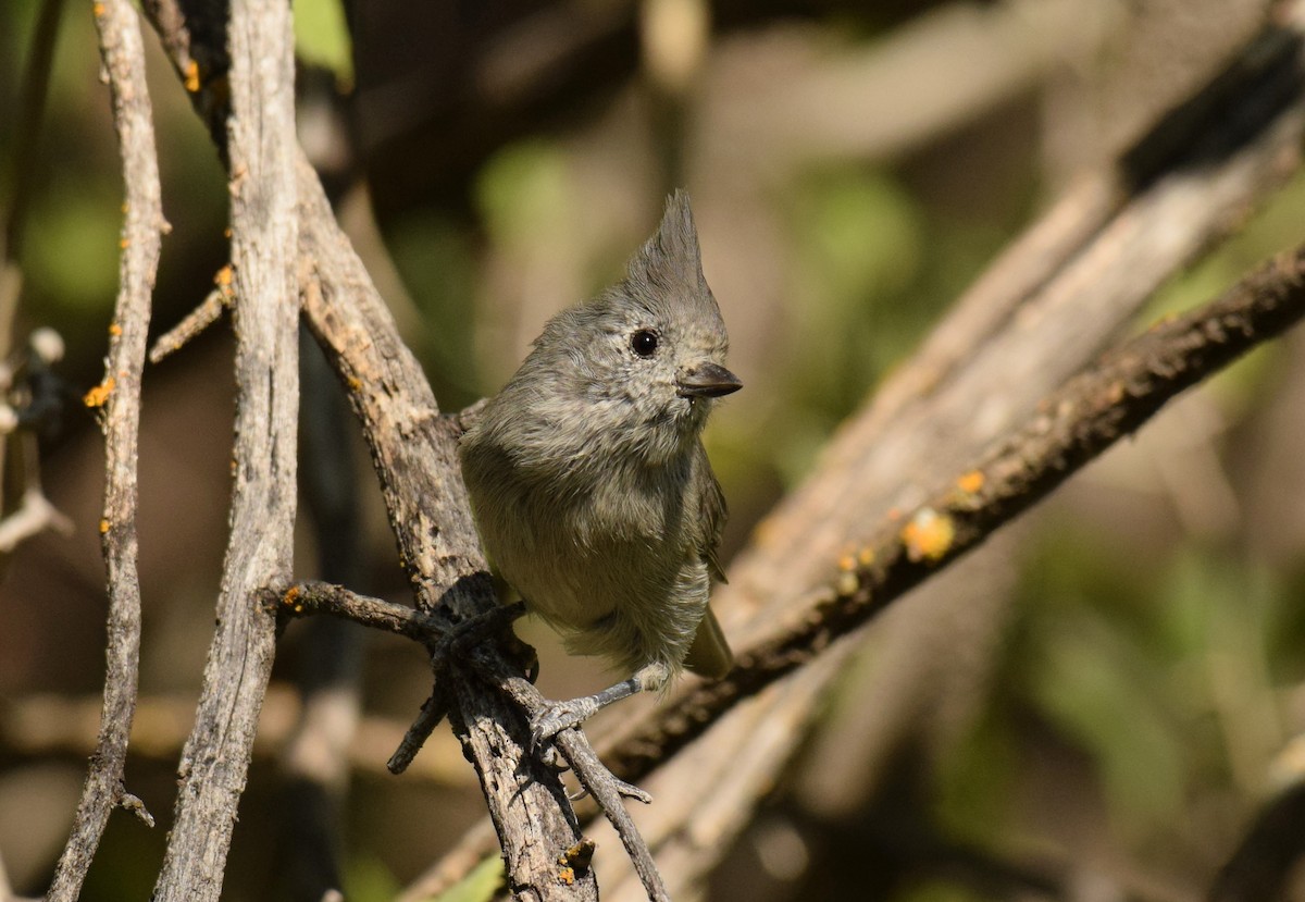 Juniper Titmouse - Ryan O'Donnell