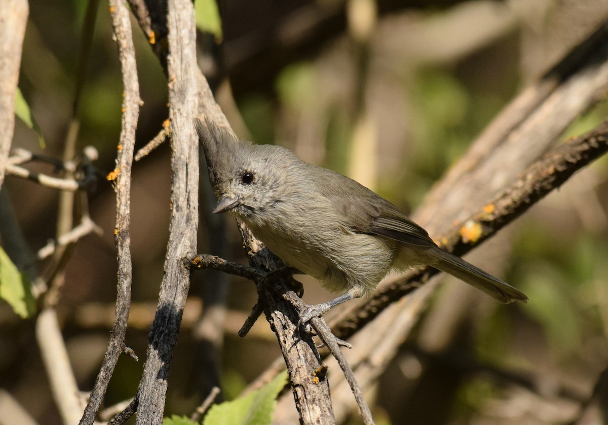 Juniper Titmouse - Ryan O'Donnell