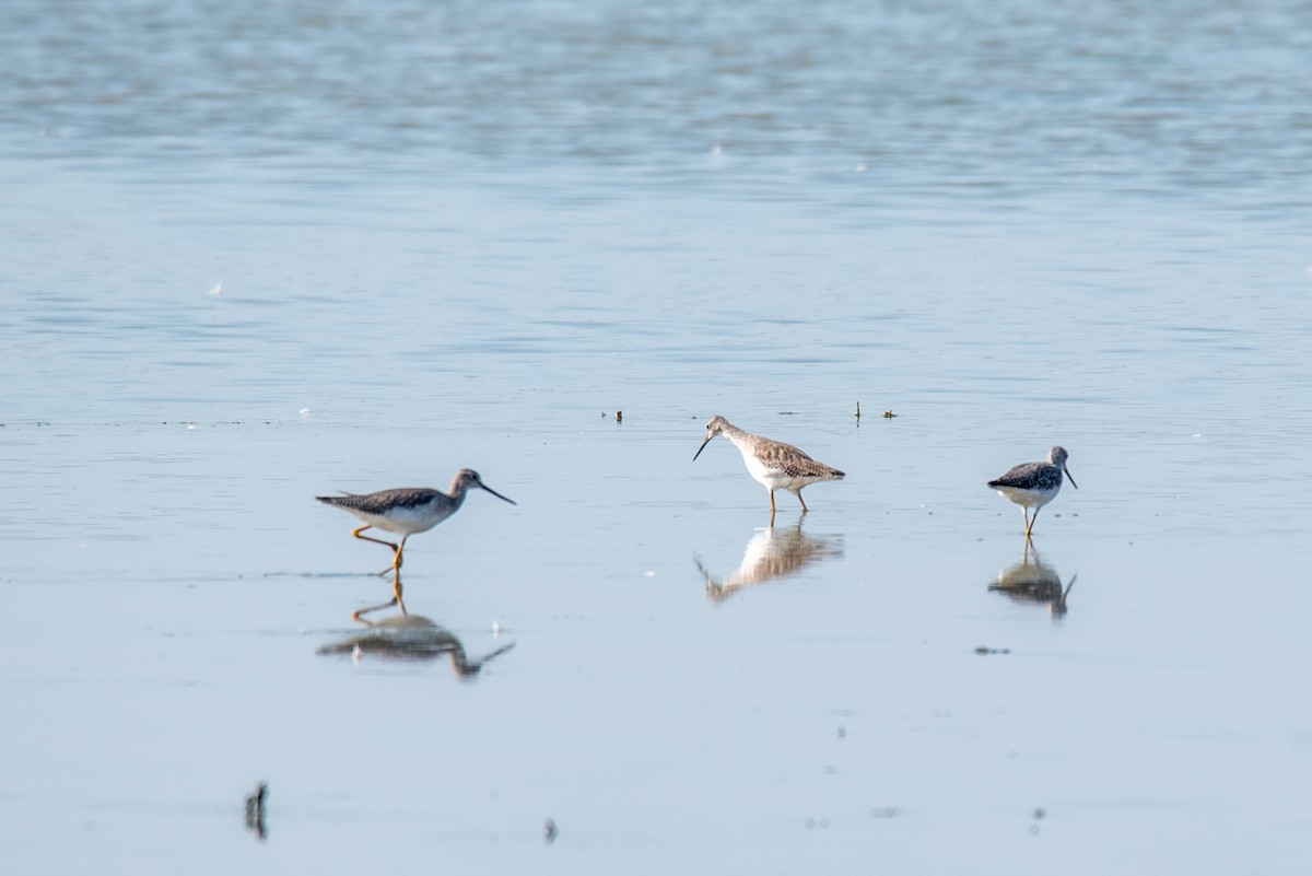 Lesser Yellowlegs - ML266115601