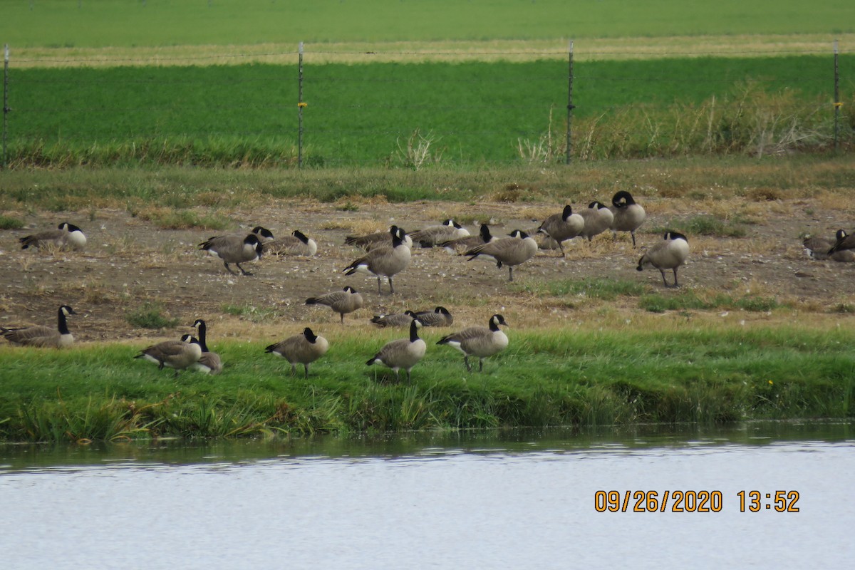 Cackling Goose - ML266117261